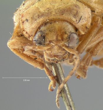 Media type: image; Entomology 18515   Aspect: head frontal view